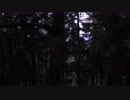【フリー自然音】ヒグラシ　セミ　夏の杉林01
