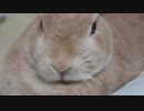 鼻ピク動画