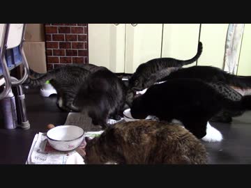 こんしゅうのおやつ【蒼民家の猫々】