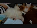 クッションに寄りかかってまったりするワンコ（パピヨン）