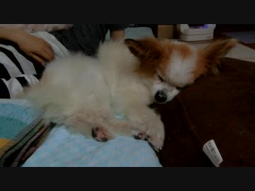 クッションに寄りかかってまったりするワンコ（パピヨン）