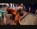 土佐犬vsコーカサス犬