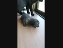 まだ赤ちゃんの頃のお空