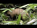 獣道のアナグマ