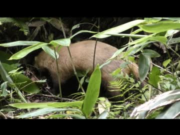 獣道のアナグマ