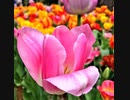 《世界に一つだけの花／SMAP》を歌ってみた♪
