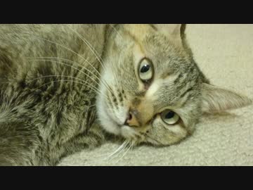 拾いねこ＠生後2587/2554日目　匠部屋で転がるアコツキ。