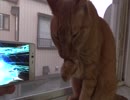 【FGO】帰ってきた猫が引く4周年福袋（四騎士）ガチャ