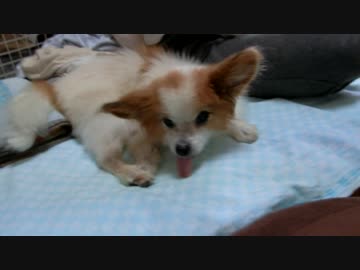 足をペロペロするワンコ（パピヨン）