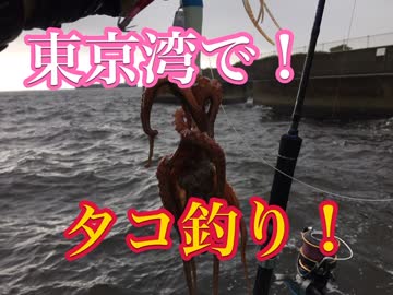 東京湾でタコが爆釣！と聞いて行ってみたら〇〇が釣れたｗ【もっち釣動組合♯５３】