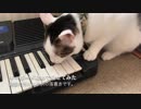 猫に生まれて初めてキーボード見せてみた