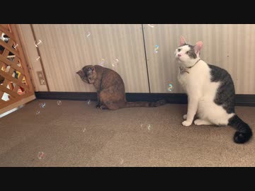 猫のシャボン玉鑑賞