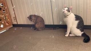 猫のシャボン玉鑑賞