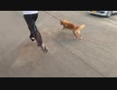 老犬が大喜びで走る！