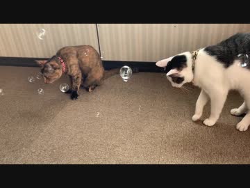 猫に割れないシャボン玉を飛ばしてみたら？
