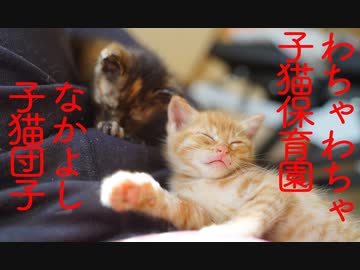子猫保育園、お昼寝タイムの猫団子
