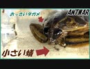 水生昆虫王者タガメと4000匹のケアリ。