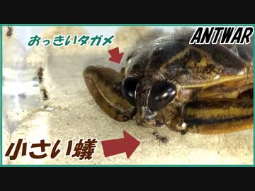 水生昆虫王者タガメと4000匹のケアリ。