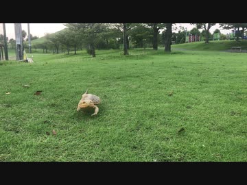 フトアゴダッシュー