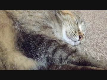 拾いねこ＠生後2588/2555日目　毛色の変わりっぷり。