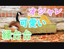 【新築でDIY生活】#1 お洒落な家に必須の縁台台とは!?