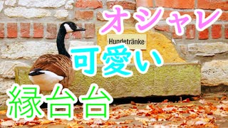 【新築でDIY生活】#1 お洒落な家に必須の縁台台とは!?