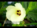誕生日に贈る言葉～8月7日生まれの理想主義者のあなたに－聴きものがたり