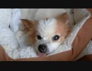 ペットベッドにぴったり収まってまったりするワンコ（パピヨン）
