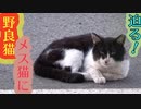 ☆貴重映像☆野良猫、メス猫に迫る