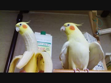 インコとバナナを合成したら違和感なかった