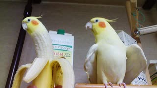 インコとバナナを合成したら違和感なかった