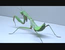 [閲覧注意!!] 再編集　オーストラリア産カマキリ(幼虫)にゴキブリを与えてみた。（Hierodula majuscula)