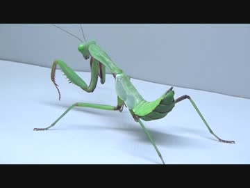 [閲覧注意!!] 再編集　オーストラリア産カマキリ(幼虫)にゴキブリを与えてみた。（Hierodula majuscula)