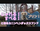 【日常】じゃれる！動く！とあるカニンヘンダックスフンドの犬（生後4ヶ月〜6ヶ月のプリン）(YouTubeで『ワンチュー犬』を検索！)
