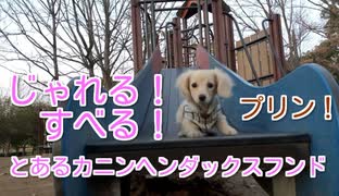 【日常】じゃれる！動く！とあるカニンヘンダックスフンドの犬（生後4ヶ月〜6ヶ月のプリン）(YouTubeで『ワンチュー犬』を検索！)