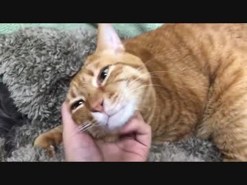 ベテラン子猫VS猫うどん職人、クッション上の闘い