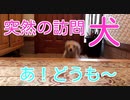【名シーン】突然の訪問犬（カニンヘンダックスフンド）short movie(YouTubeで『ワンチュー犬』を検索！)