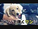 【名シーン】ピアノを弾く犬（カニンヘンダックスフンド）♪かっこう／かえるのうた