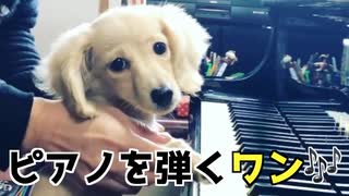 【名シーン】ピアノを弾く犬（カニンヘンダックスフンド）♪かっこう／かえるのうた