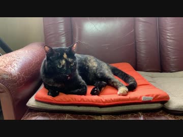 ソファーでまったり