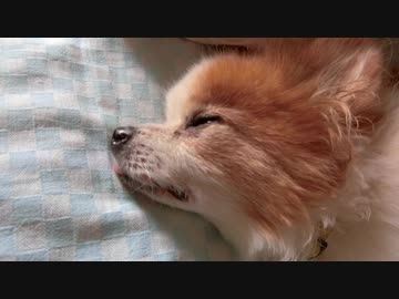 頬をぷくぷくさせるワンコ（パピヨン）1