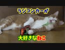 ラジコンに猫じゃらしをくっつけて猫と遊んだ結果・・・