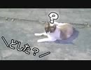 野良猫と僕