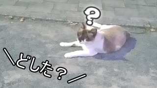 野良猫と僕