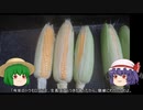ゆっくり農民112トウモロコシを育ててみませんか？#10