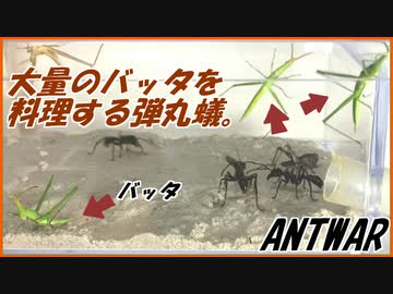 大量のバッタを料理するパラポネラ。