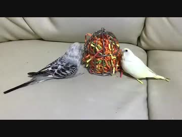 ひな×ひな＝破壊力《大》