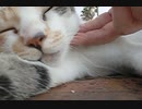 猫にマッサージをしたら、こんな顔( ˘ω˘)になった