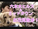 【お花見散歩】六本木ヒルズ・ミッドタウン付近で犬と散歩(YouTubeで『ワンチュー犬』を検索！)