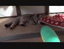 ＃110　けりぐるみで遊ぶ？タタルさん